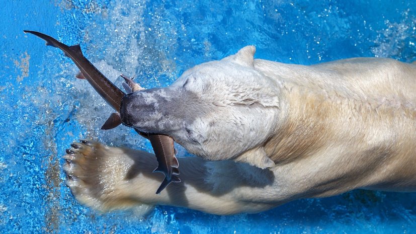 В Челябинском зоопарке белые медведи дали «мастер-класс» по рыбалке