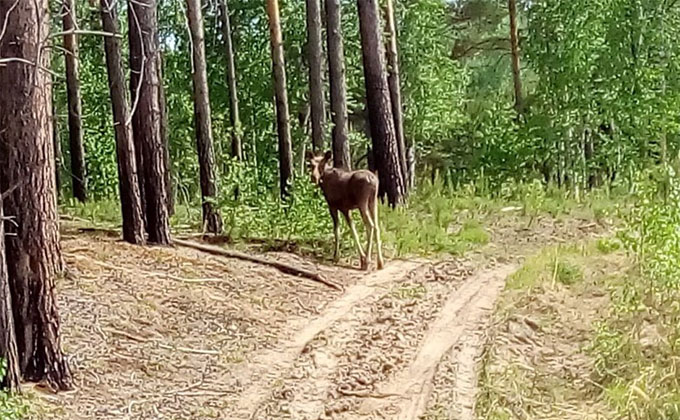 Одинокого лосенка отвезли в лес из Новосибирского зоопарка