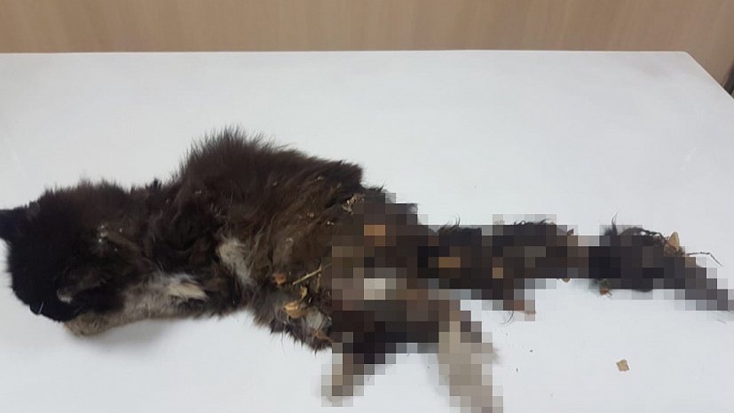 В Челябинске живодер нанес жуткую травму бездомной кошке