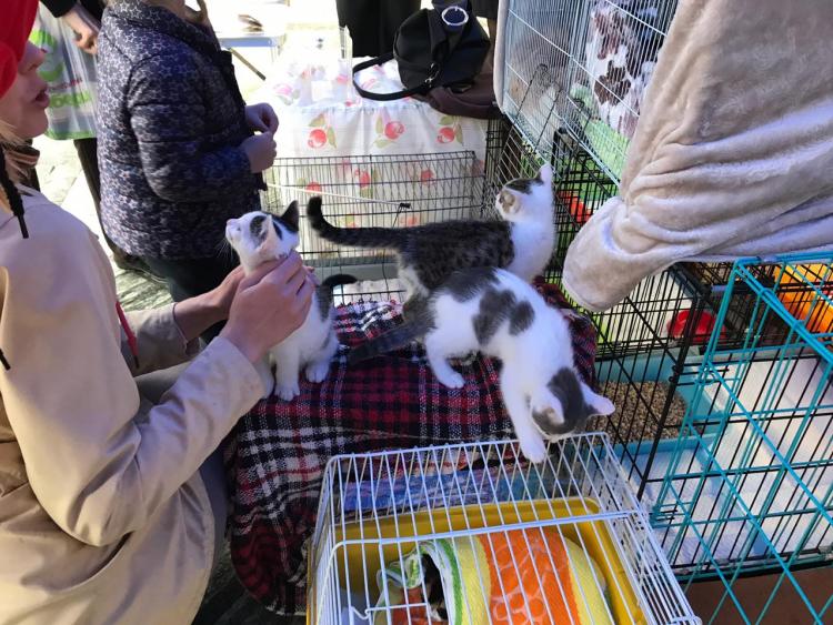 Жители Владивостока подарили дом котятам и кошкам