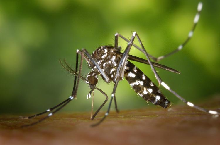 Учёные выяснили, по каким следам комары находят своих «жертв»