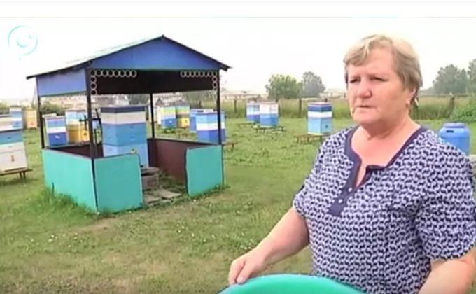 Цена на рапс убила пчел в Болотнинском районе
