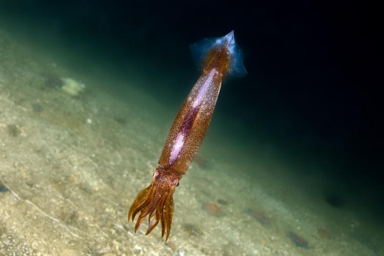 Подводный мир Приморья: как охотятся кальмары