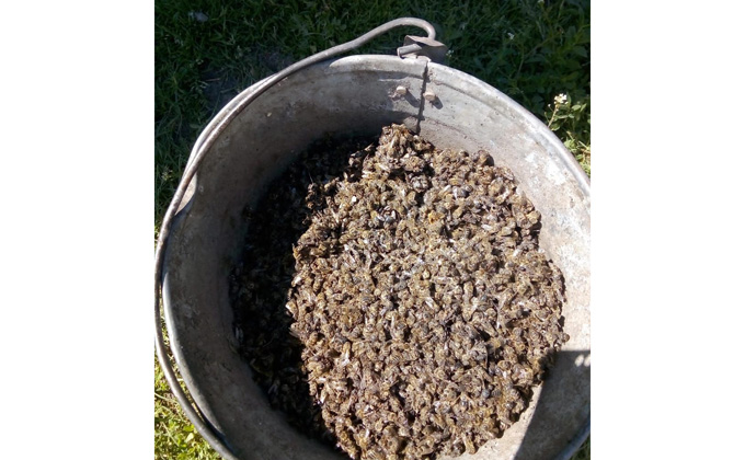 Почему гибнут пчелы в Искитимском районе