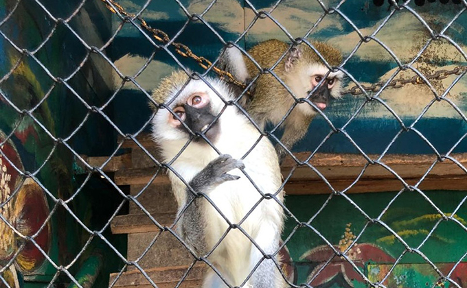 Орущие животные частного зоопарка возмутили жителей Купино и Карасука