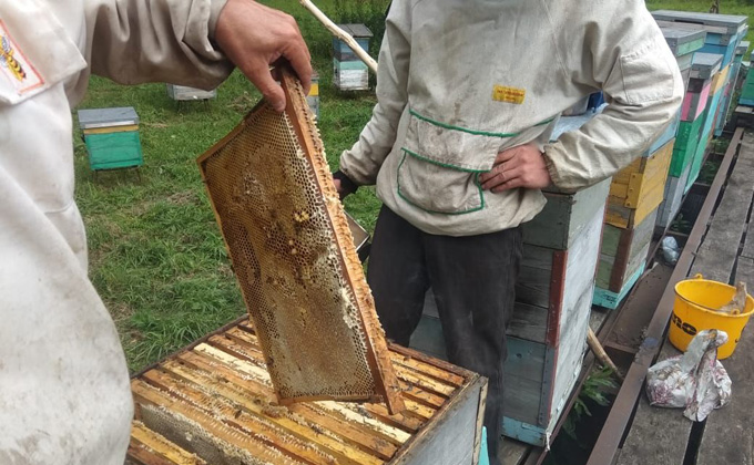 Что творят пчеловоды во время медосбора