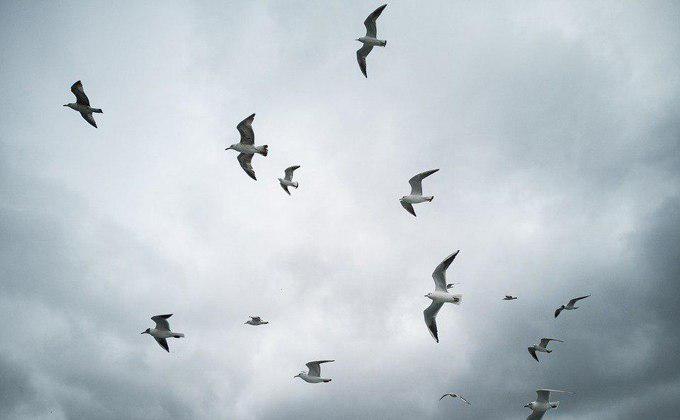 Птицы со свалок угрожают полетам в Толмачево