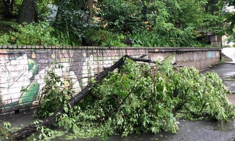 Упавшие во время тайфуна деревья убрали с улиц Владивостока