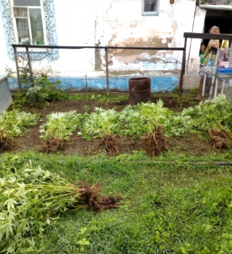 Мужчина выращивал более 500 кустов конопли на огороде в Приморье