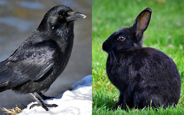Кролик или ворон? Интернет нашёл новый мем преткновения