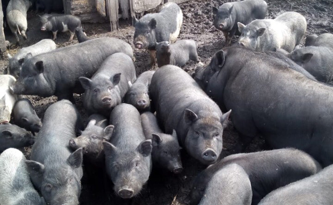Стадо вьетнамских свиней за 200 тысяч продает житель Коченевского района