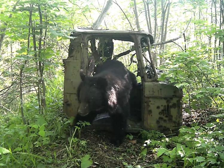 В Приморье медведь облюбовал грузовик советских времён