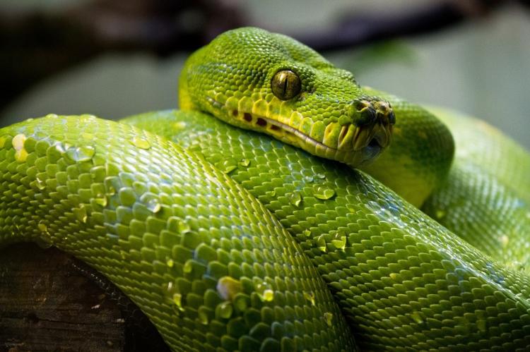 Что думают зоозащитники о змееях  как о домашнем любимце?