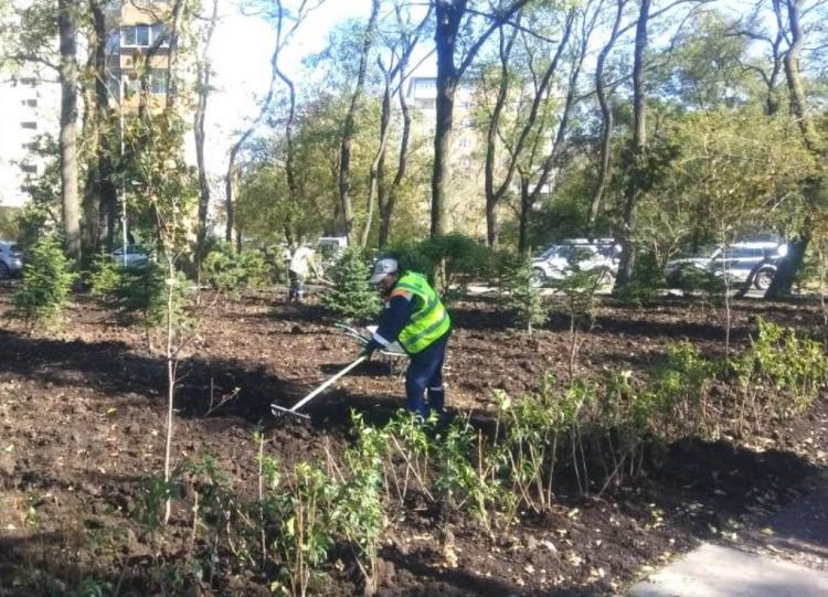 Более четырех тысяч кустарников и деревьев высадят во Владивостоке