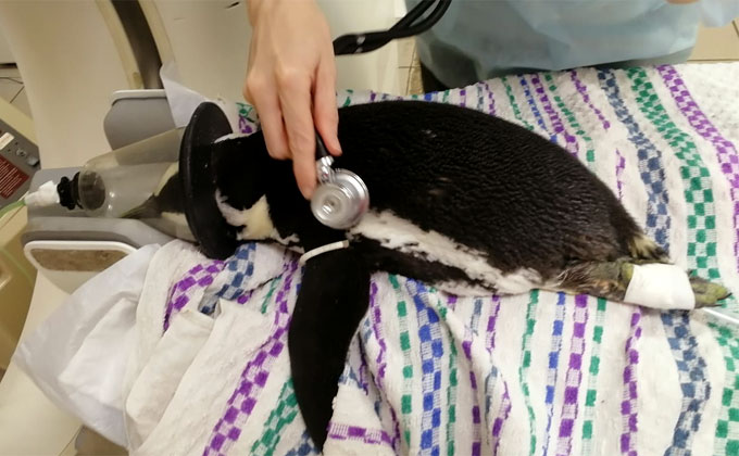 Пингвин с нервным расстройством приехал лечиться из Красноярска в Новосибирск
