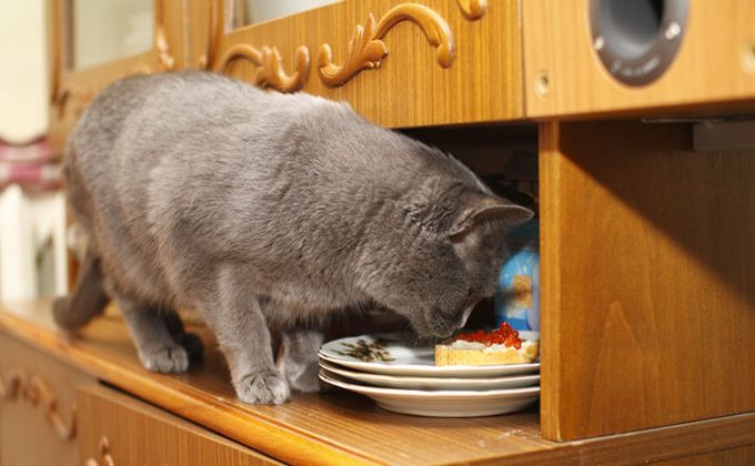 Дорогой кошачий корм украли из магазина в Новосибирске