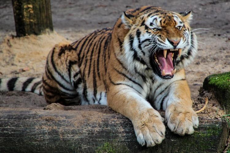В Приморье тигра обвинили в ложном нападении