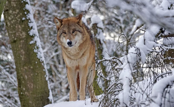 Тысячу волков уничтожила семья в Новосибирской области