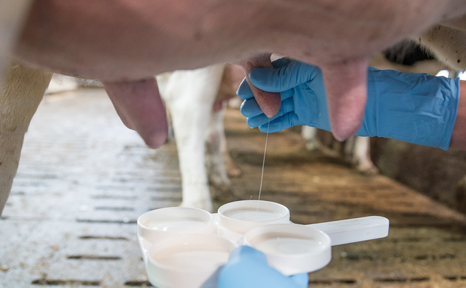 Горькая правда о молоке – почему оно перестало прокисать