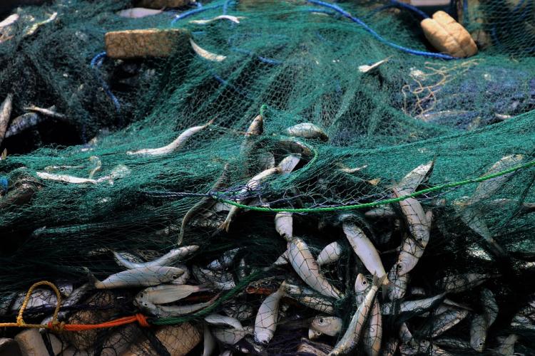 Из Приморья за неделю в Китай отправили сотни партий рыбы