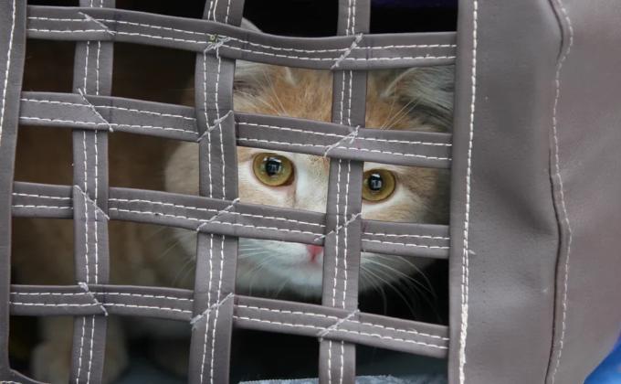Кот в законе – тюремные котики в «почете и уважухе»