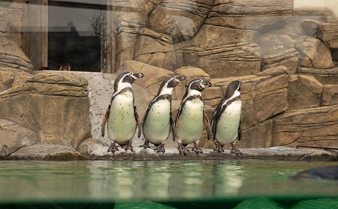 Что воруют пингвины в Новосибирском зоопарке