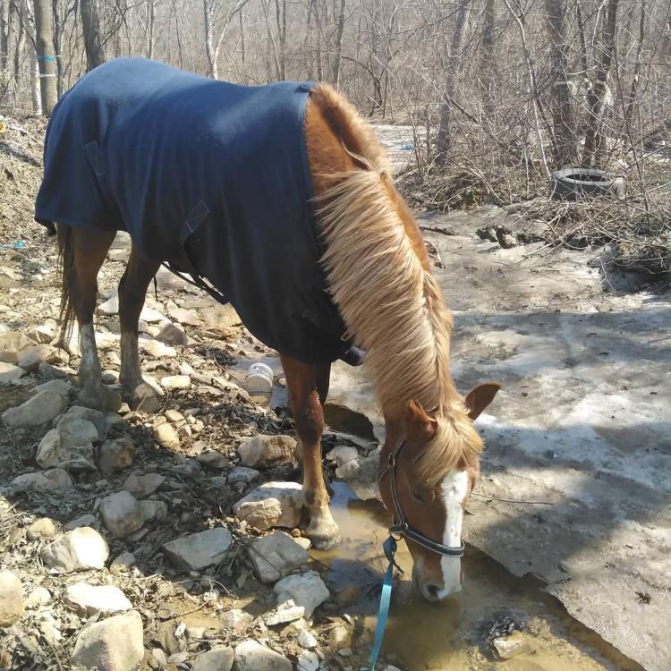 Лошади начали голодать из-за коронавируса во Владивостоке