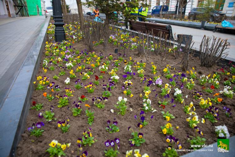 На клумбах Владивостока в этом году высадят 400 тысяч цветов