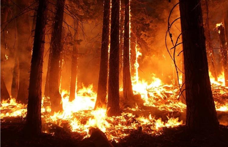Лесные пожары могут усугубить последствия COVID-19