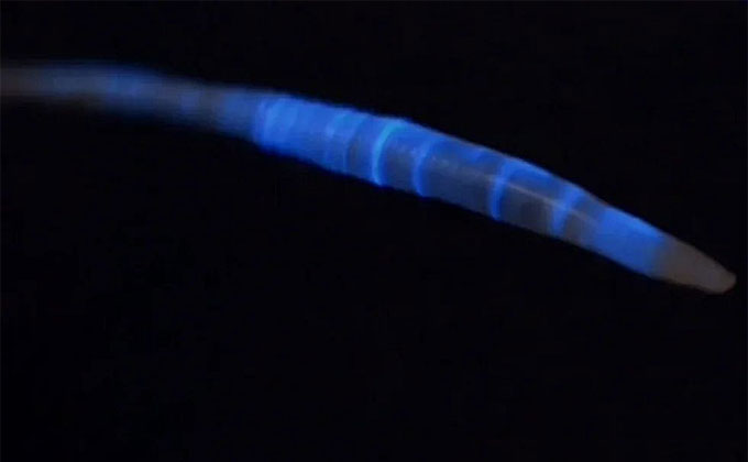 Четыре вида светящихся червей живут под ногами у сибиряков