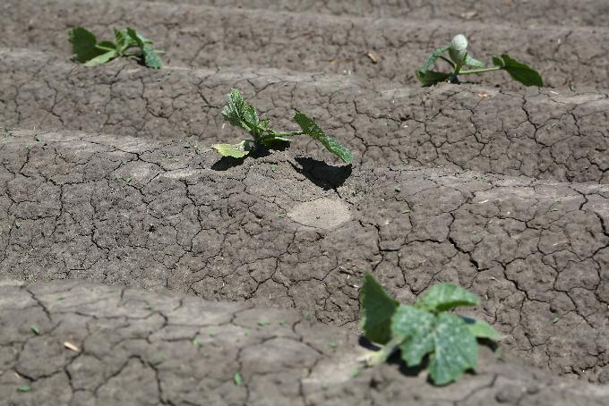 Треть всех посевов пострадала от засухи в Новосибирской области