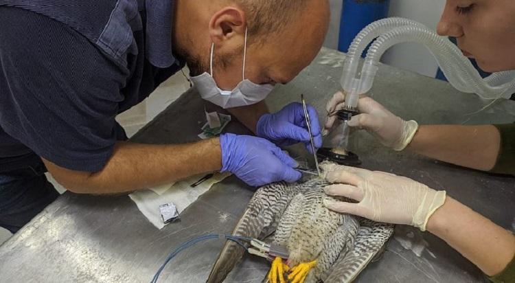 В Приморье врачи провели уникальную операцию редкой птице
