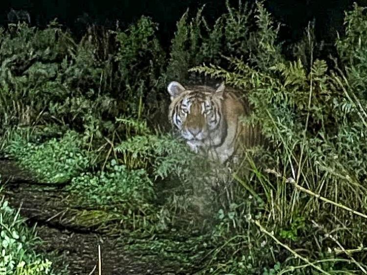 Полосатый инспектор: тигр «проконтролировал» поимку нарушителя в Приморье