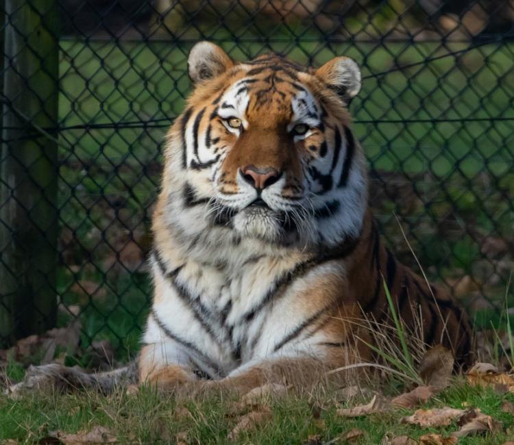 Жителям Владивостока предлагают выполнить необычные рисунки тигра