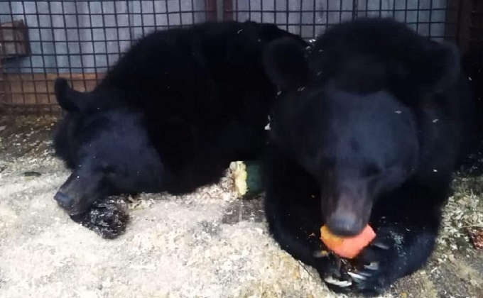 Цирковые медведи голодают и мерзнут под Новосибирском