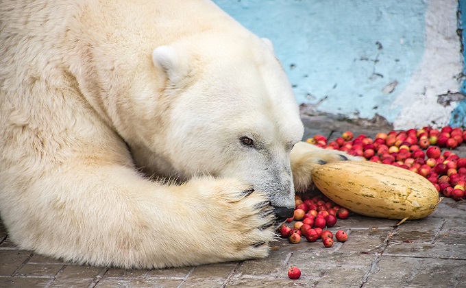 17 тонн овощей принесли дачники животным зоопарка в Новосибирске
