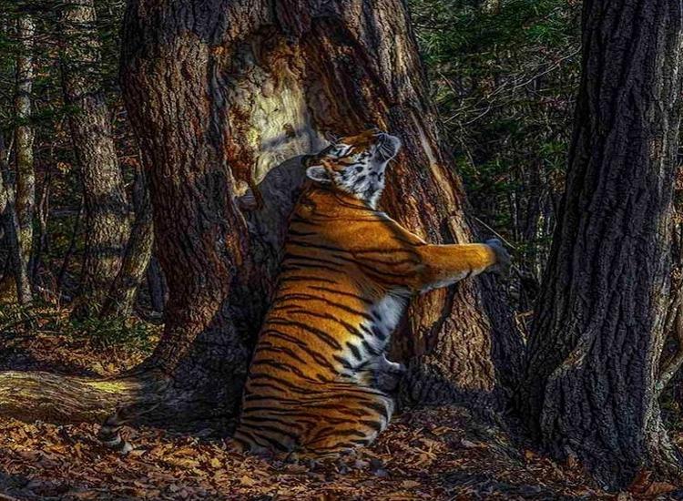 Лучшее фото дикой природы 2020 года стало изображение тигра из Приморья