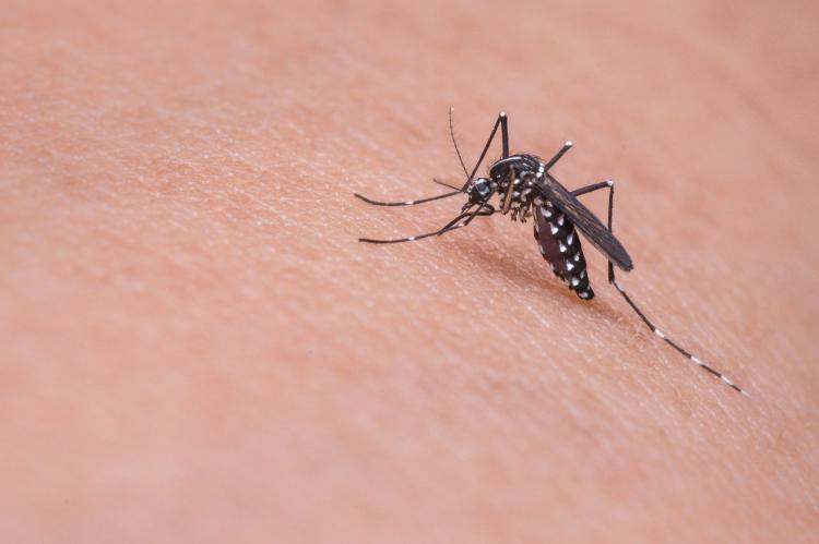 В Роспотребнадзоре рассказали, сколько коронавирус живет в комарах