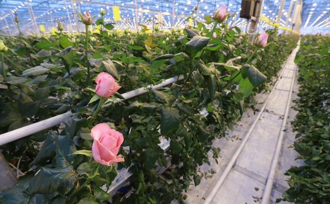 Миллион алых роз: в Новосибирске выращивают цветы для всей Сибири и Дальнего Востока