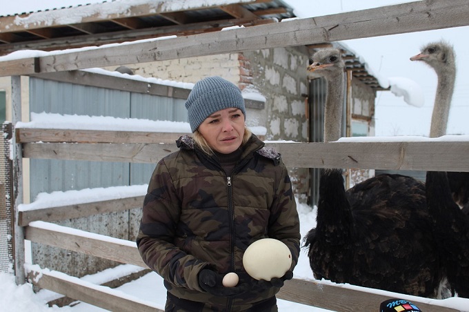 Страусов разводит фермер из деревни Шибково Искитимского района