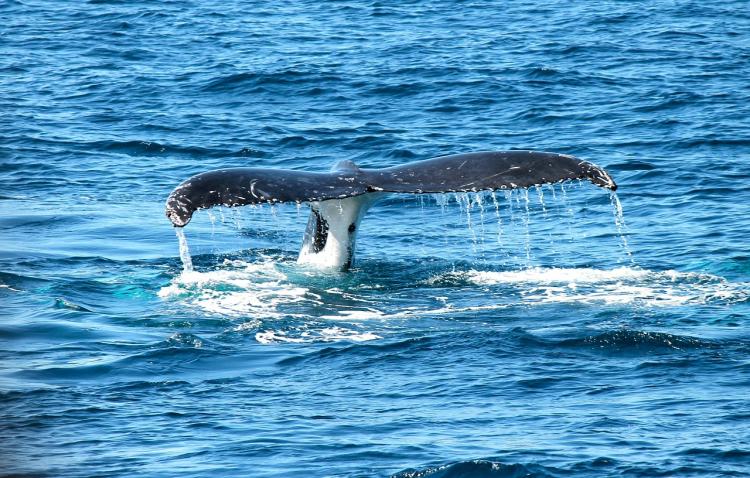 Это не косатка: У берегов Владивостока встретили кита