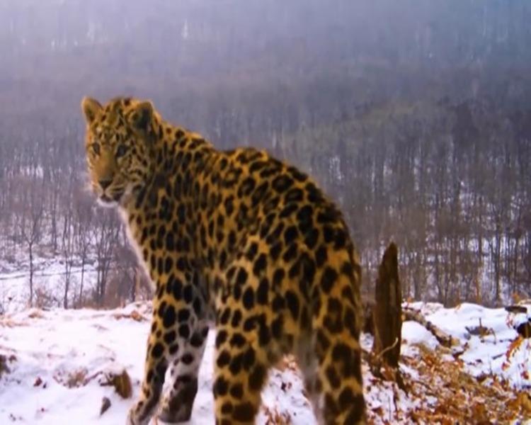 Сладкая парочка: брачные игры дальневосточных леопардов попали на видео
