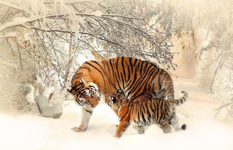 Берегите себя: тигриное семейство держит в страхе окрестности Владивостока