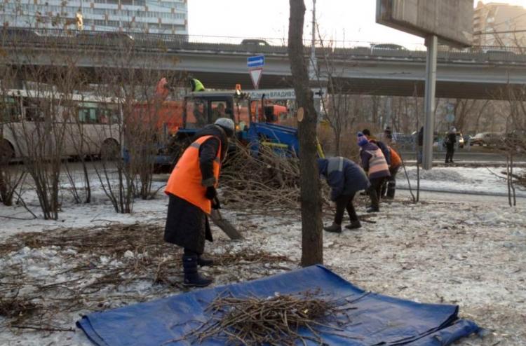 Более тысячи тонн веток вывезли с улиц Владивостока за месяц