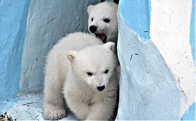 Медвежат Шайни и Норди разлучили в Новосибирском зоопарке