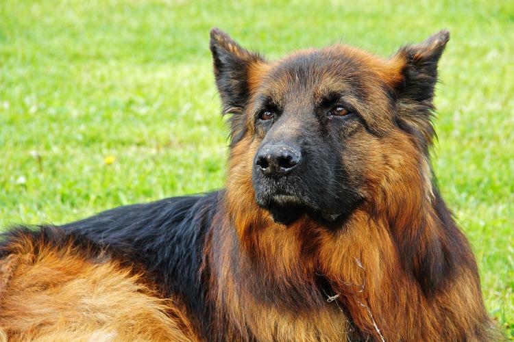 По горячим следам: полицейский пёс нашёл преступников в Приморье