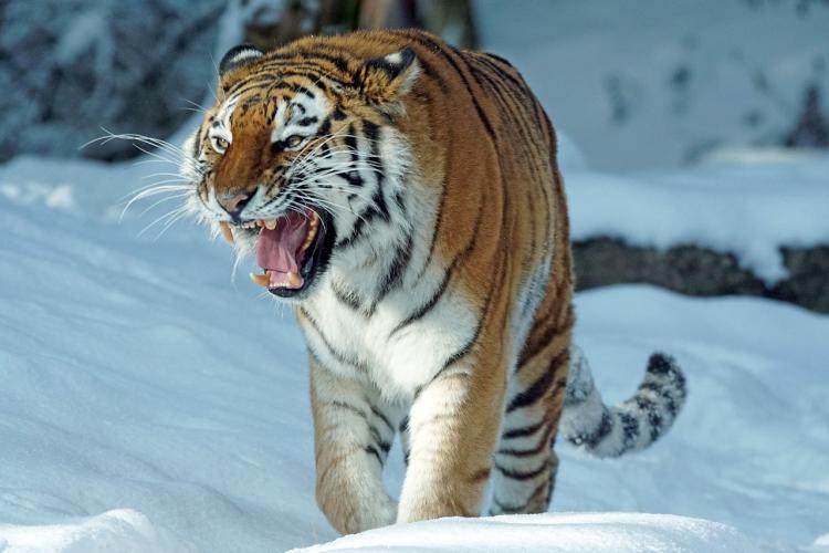 Колесо пробить теперь страшно: в Приморье по трассе бегает тигр