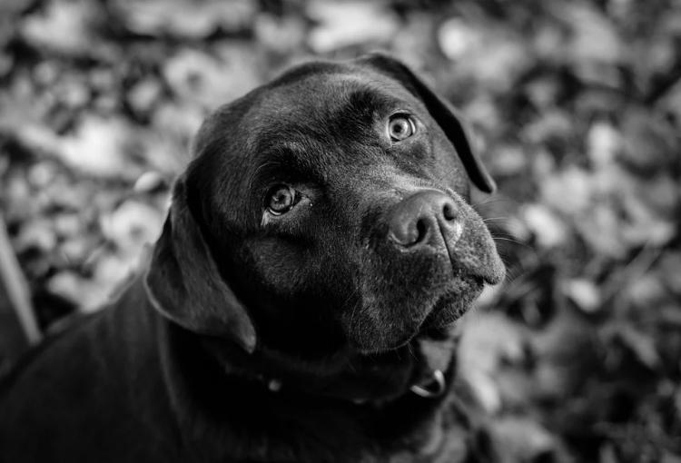 «Что у таких в голове»: бойцовский пёс в Приморье бросается на других собак