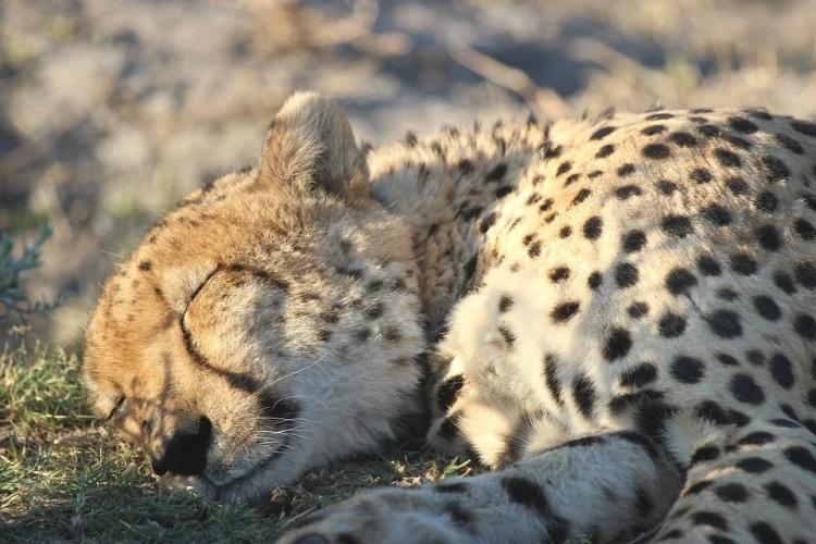 Ареал обитания леопарда в Приморье увеличился в три раза