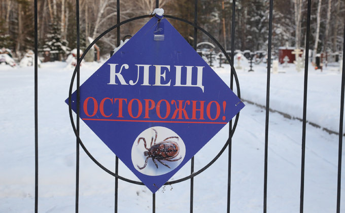 Проснулись гады: жителя Новосибирска укусил первый клещ